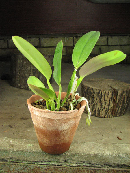 Cattleya trianae pincelada 'Taky-Huaylla' x Cattleya trianae integra orlata vinho.jpg