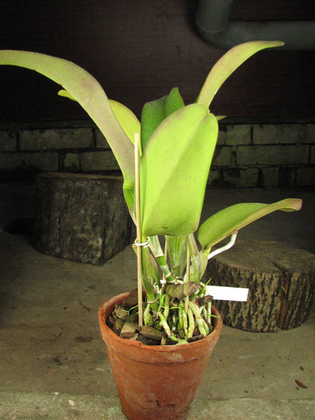 Laeliocattleya Redglen 'Eureka' (Buccaneer x George Cutler).jpg
