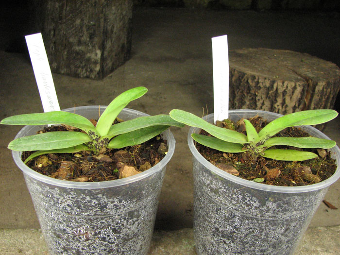 Paphiopedilum charlesworthii.jpg