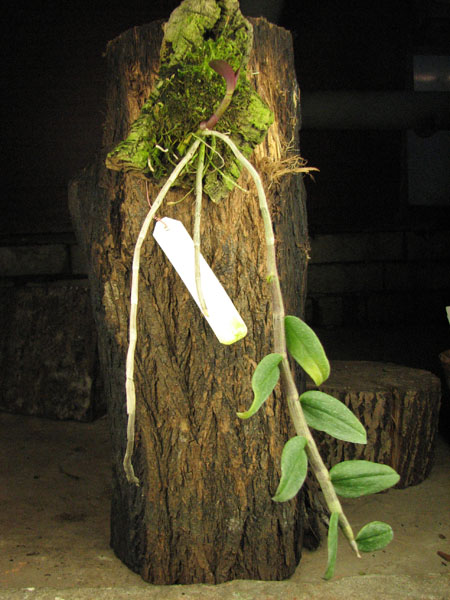 Dendrobium aphyllum.jpg
