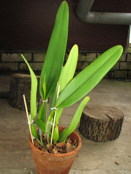 Laeliocattleya Canhamiana coerulea 'Azure Skies'.jpg