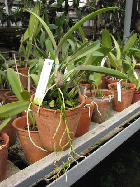 Laelia autumnalis var atrorubens.jpg