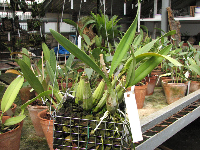 Laelia autumnallis var xanthotrophis.jpg