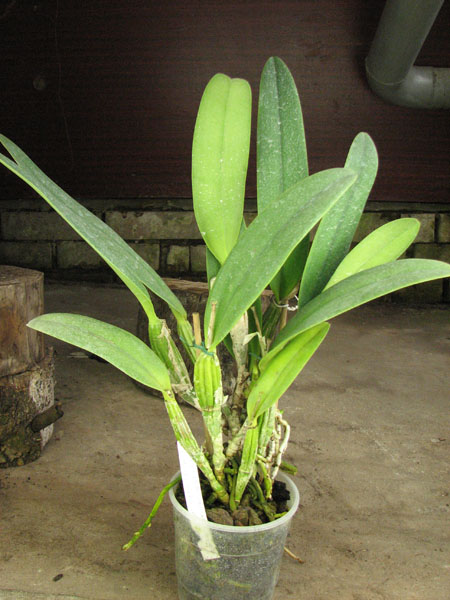 Cattleya percivaliana 'Jewel' x Cattleya walkeriana.jpg