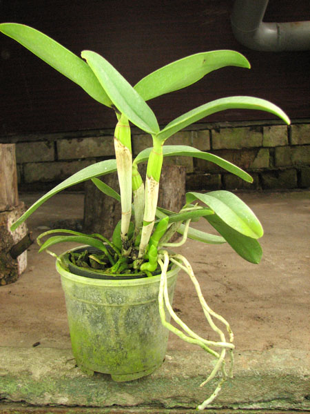 Cattleya harrisoniana 'Streeter's Choice'.jpg