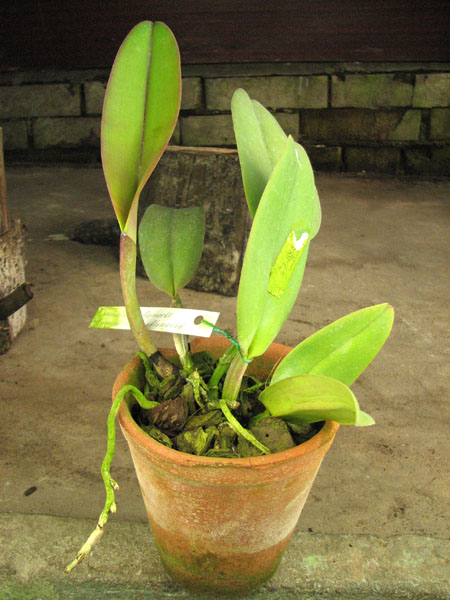 Cattleya warneri orlata flameada x Cattleya warneri integra flameada.jpg
