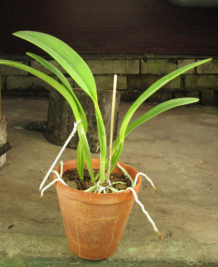 Cattleya lueddemanniana tipo 'Royal Flash' x Cattleya lueddemanniana tipo 'Drago'.jpg