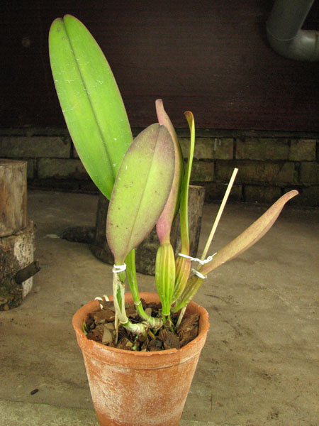 Cattleya labiata rubra 'Schuller' x Cattleya labiata rubra 'Deize'.jpg
