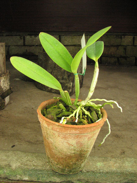 Cattleya lueddemanniana coerulea 'Lena' x Cattleya lueddemanniana coerulea 'Celeste'.jpg