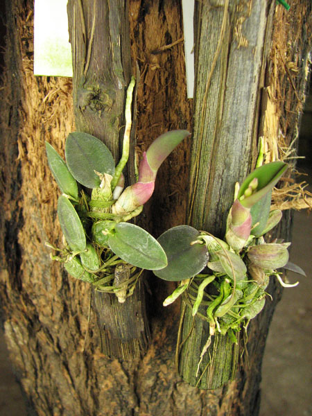 Sophronitis alagoenses.jpg