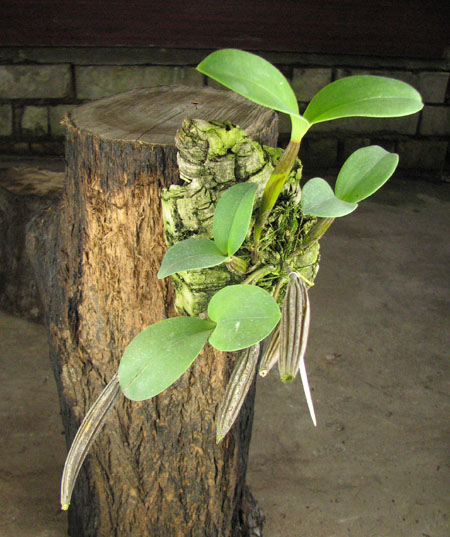 Dendrobium setigerum.jpg