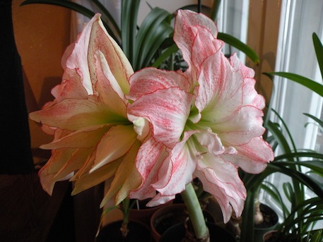 DSCN8771.jpg