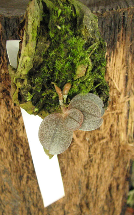 Aerangis punctata.jpg