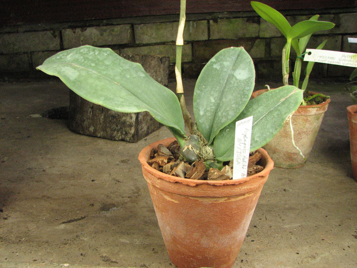 Psychopsis Kalihii 'Big'.jpg