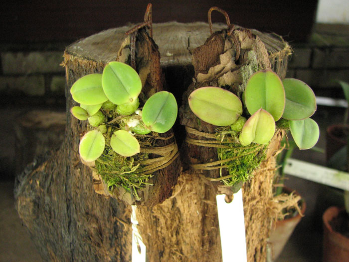 Sophronitis brevipedunculata 'Ouro Branco' x brevipedunculata 'Ouro Preto'.jpg