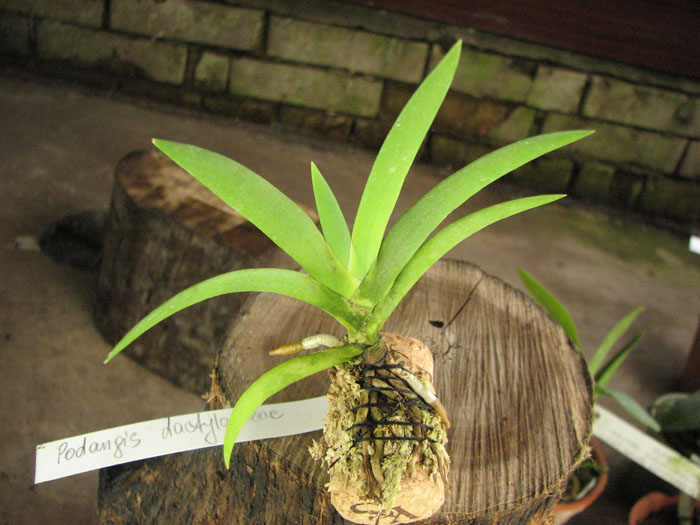 Podangis dactyloceras.jpg