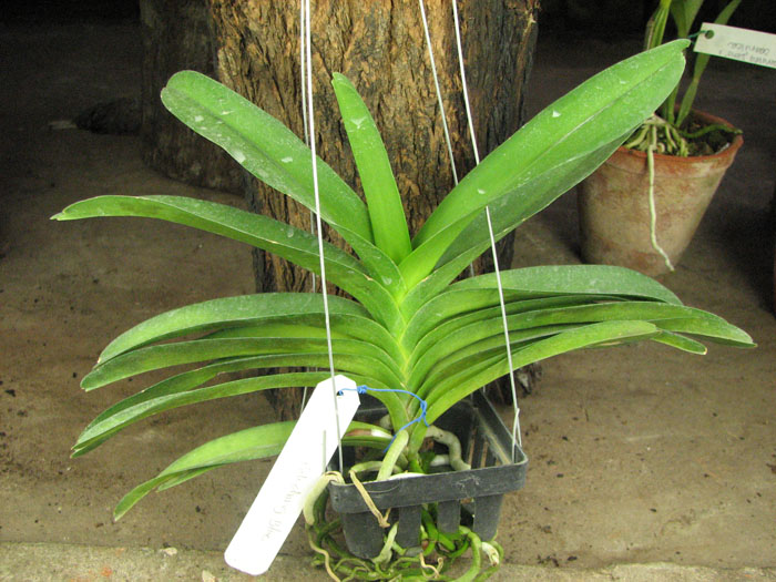 Vanda Pak Chong Blue.jpg