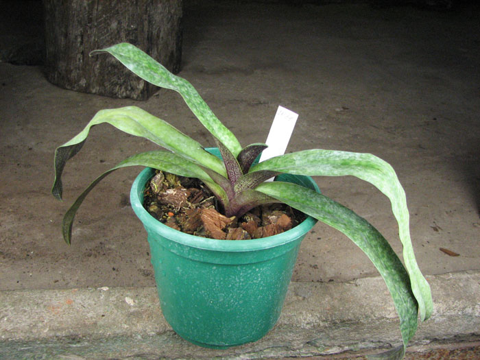 Paphiopedilum primulinum 'Fountain' x Paphiopedilum armeniacum '#26'.jpg