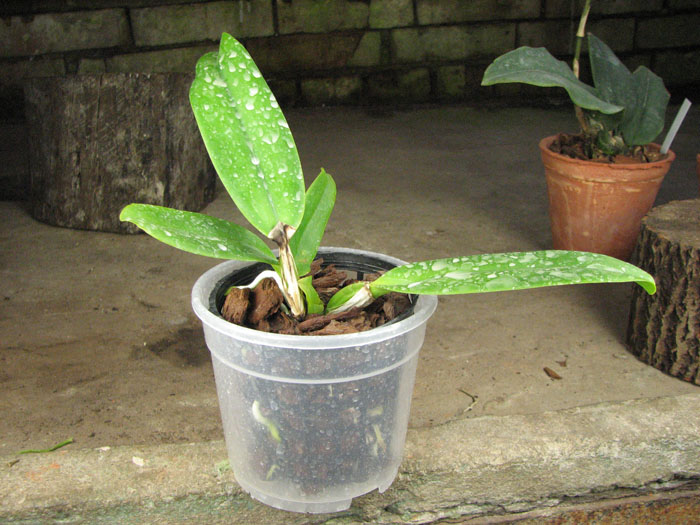 Cattleya schroederae.jpg