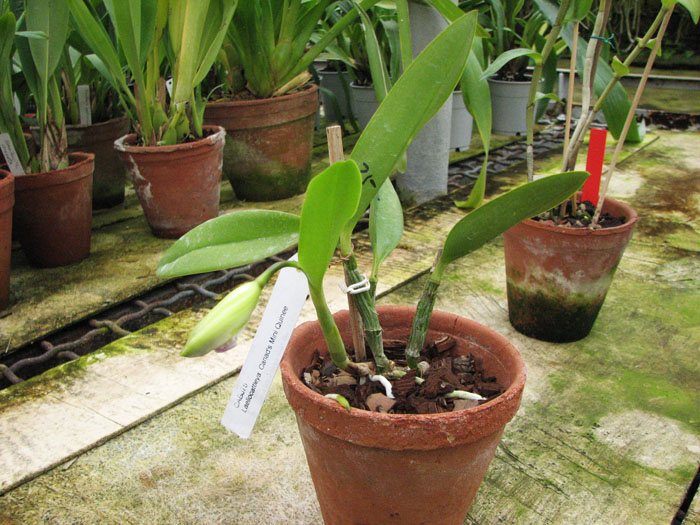 Cariad's Mini Quinee.jpg