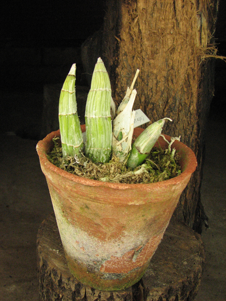 Catasetum viridiflavum.jpg