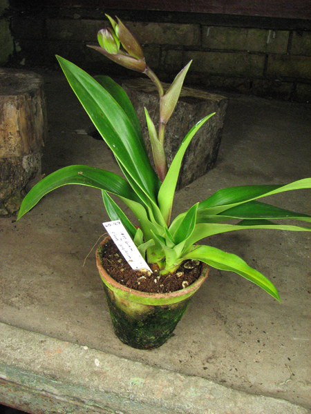 Phragmipedium kovachii x longifolium.jpg