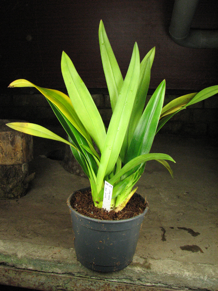 Phragmipedium Andean Tears (wallisii x kovachii).jpg