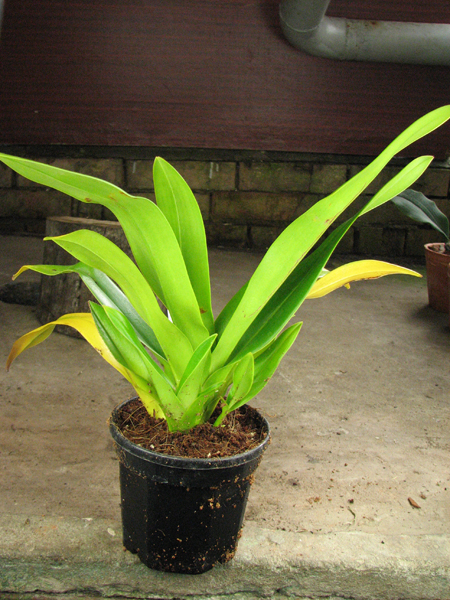 Phragmipedium Andean Tears (wallisii x kovachii).jpg