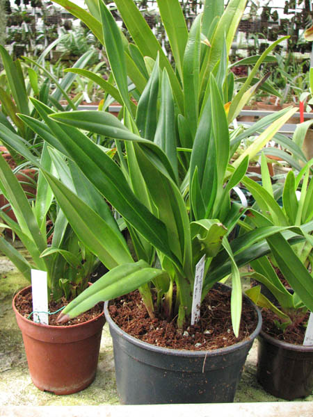 Phragmipedium Eumelia Arias (kovachii x schlimii).jpg