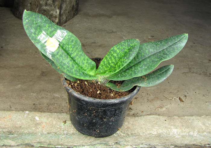 Paphiopedilum Joyce Hasegawa (delenatii x emersonii).jpg