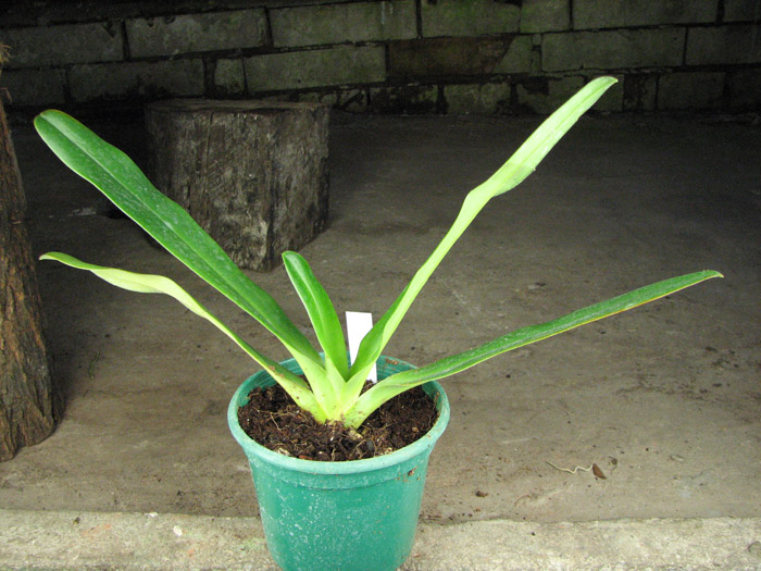 Paphiopedilum stonei.jpg