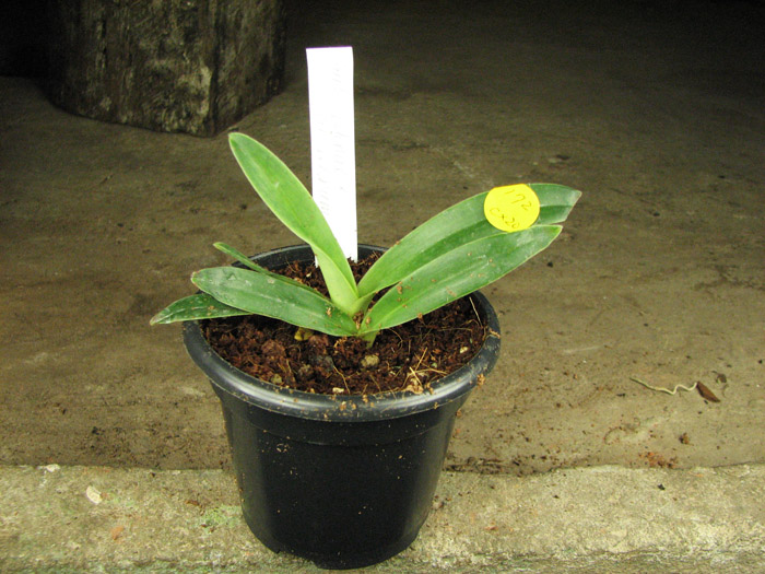 Paphiopedilum helenae x fairrieanum.jpg