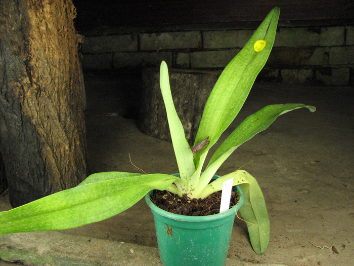 Paphiopedilum Delrosi (delenatii x rothschildianum).jpg