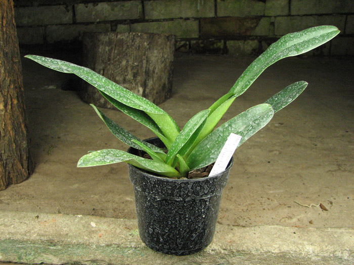 Paphiopedilum glaucophyllum x chamberlainianum x glanduliferum.jpg