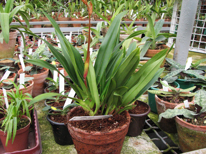 Phragmipedium Eumelia Arias (kovachii x schlimii).jpg