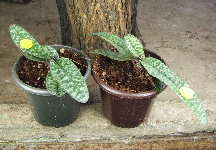 Paphiopedilum niveum.jpg