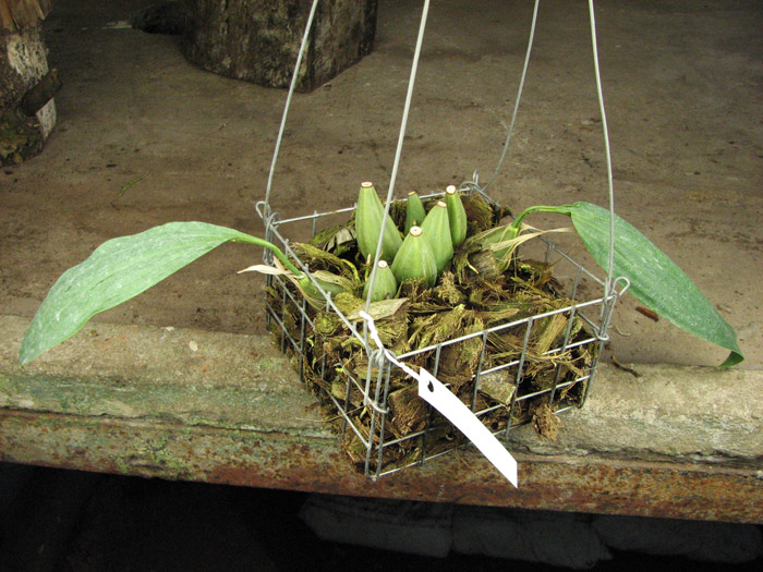 Stanhopea tigrina.jpg