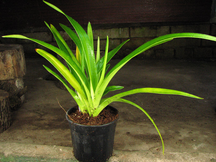 Phragmipedium boissierianum var czerwiakowianum.jpg