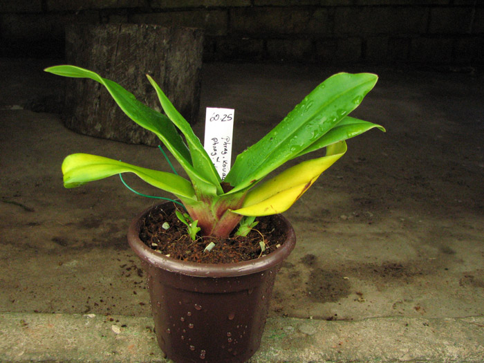 Phragmipedium Peru Floras Cirila Alca (kovachii x dalessandroi).jpg
