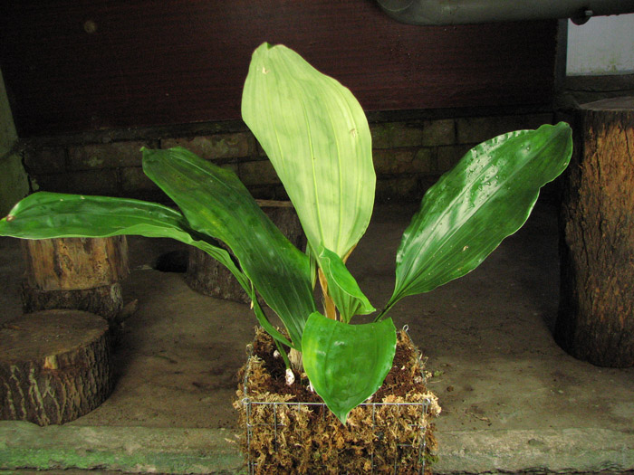 Stanhopea wardii.jpg