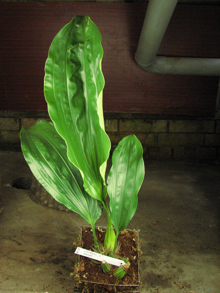 Stanhopea nigripes.jpg