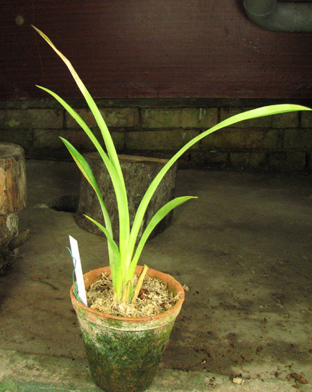 Odontoglossum blandum.jpg