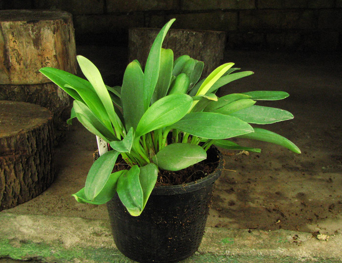 Masdevallia elegans x xanthina.jpg