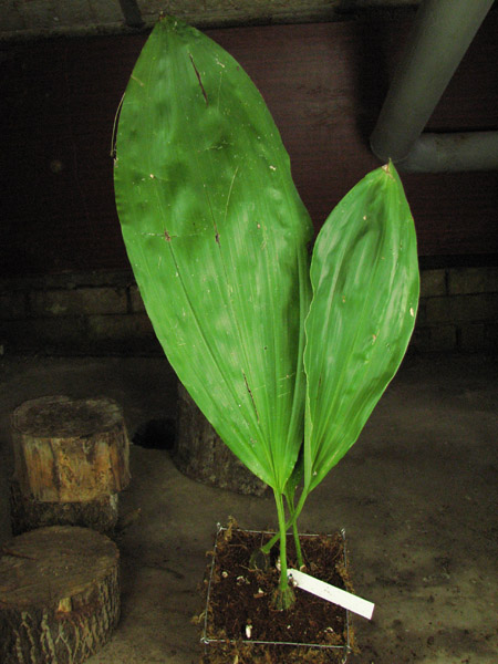 Stanhopea haseloviana.jpg