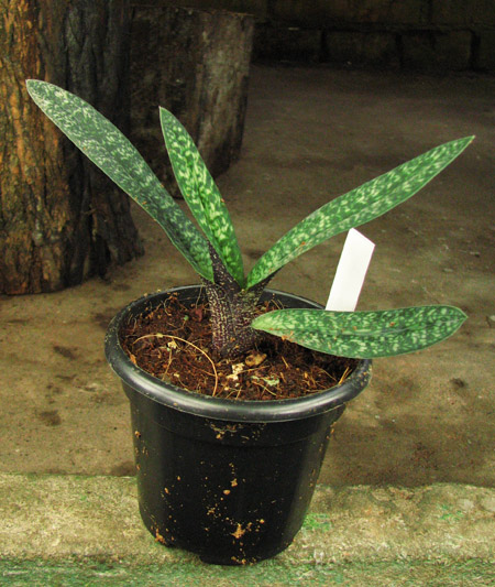 Paphiopedilum armeniacum.jpg