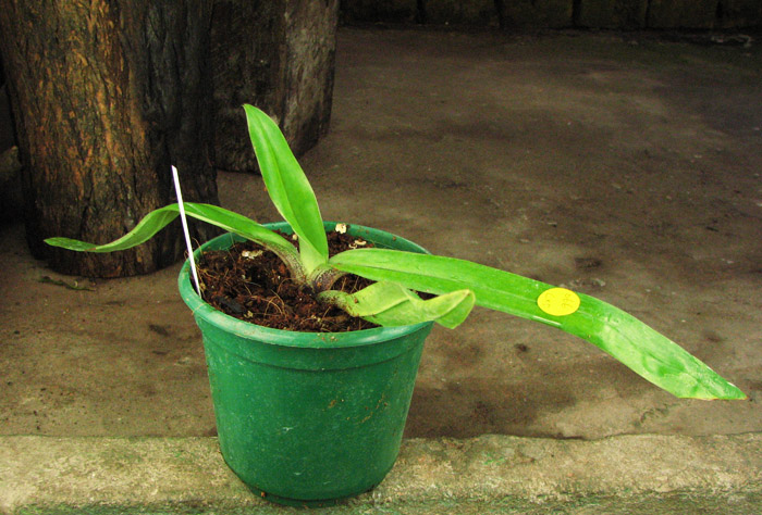 Paphiopedilum spicerianum.jpg