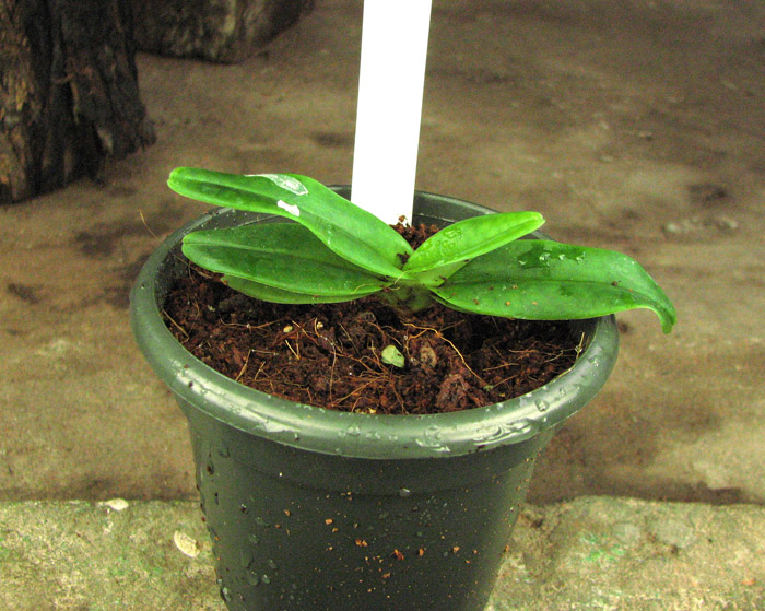 Paphiopedilum emersonii.jpg