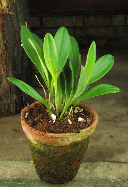 Masdevallia veitchiana x decumana.jpg