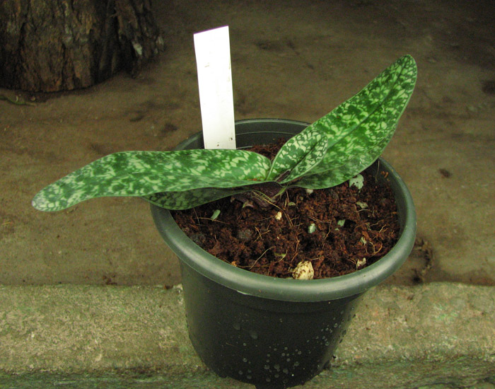 Paphiopedilum niveum.jpg