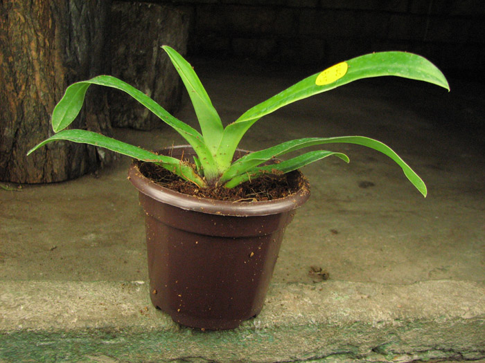 Paphiopedilum henryanum.jpg